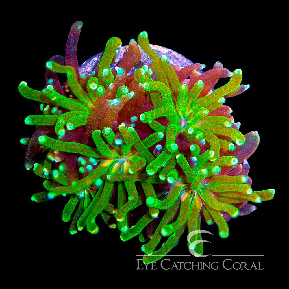 ECC Starburst Galaxea Frag — Special Order [AC783]