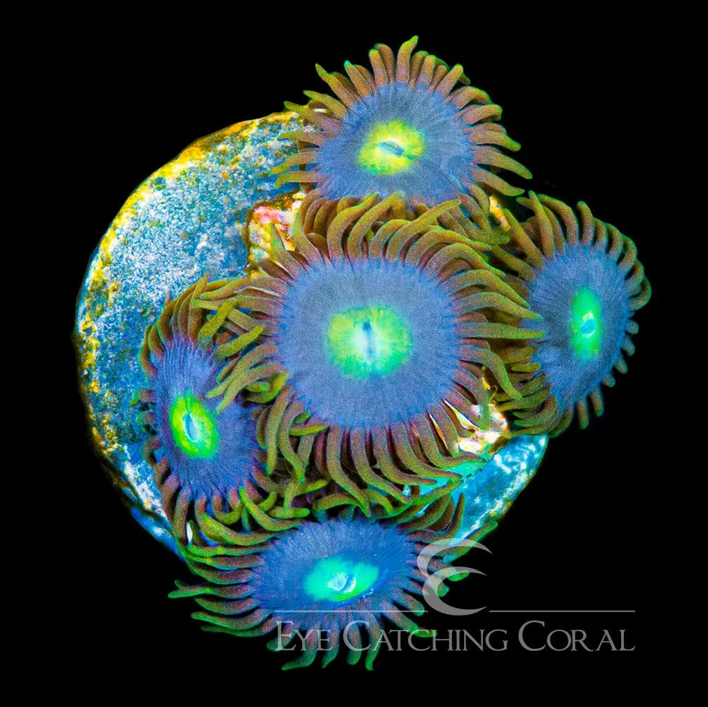 ECC Blueberry Zoanthid Frag (4+ Polyp Average) — Special Order [AC947]