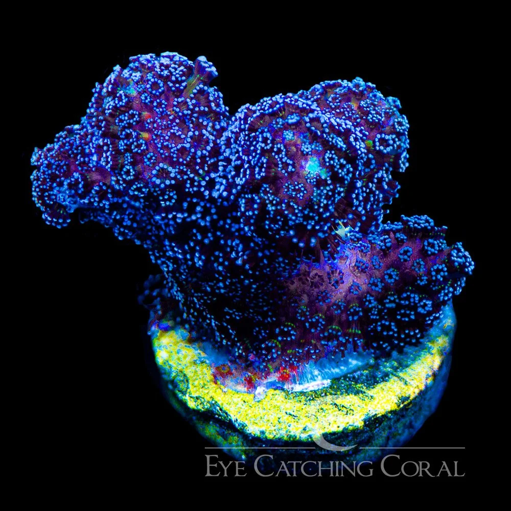 ECC Lunar Tides Stylophora Frag — Special Order [AC1014]