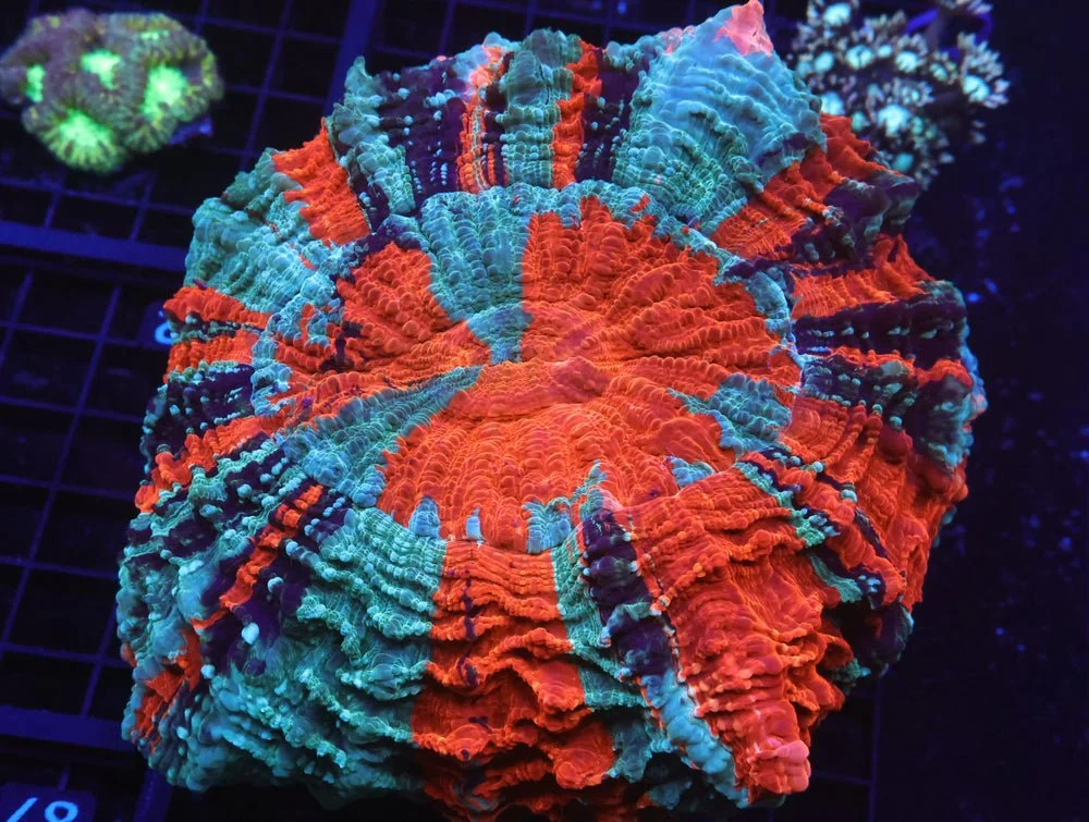 B81 -Malaysian Ocean Fire Acanthophyllia — Special Order [SDC-B81]