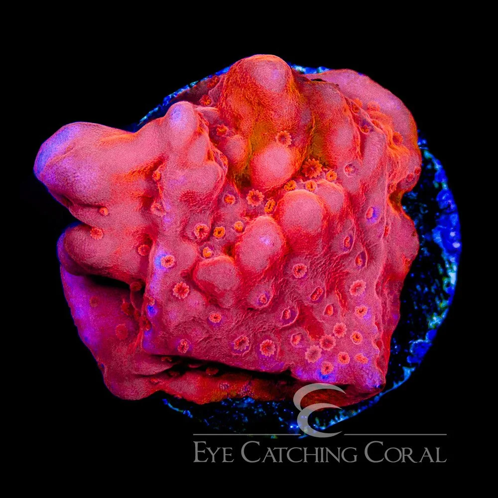 ECC Chain Lightning Montipora Setosa Frag — Special Order [AC1106]