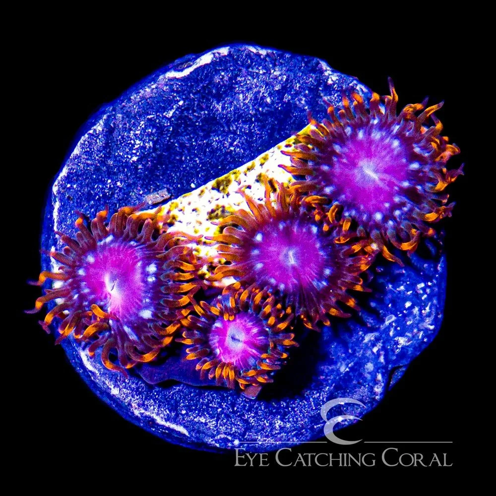 ECC Sunburst Zoanthid Frag (4+ Polyp Average) — Special Order [AC103]