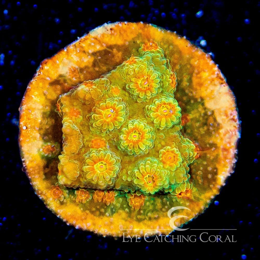 ECC Flicka Flame Cyphastrea Frag — Special Order [AC733]
