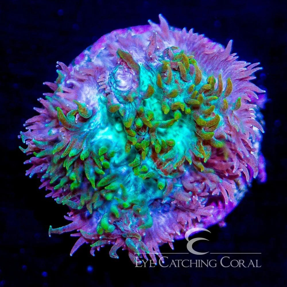 ECC Hybrid Hydnophora Frag — Special Order [AC720]