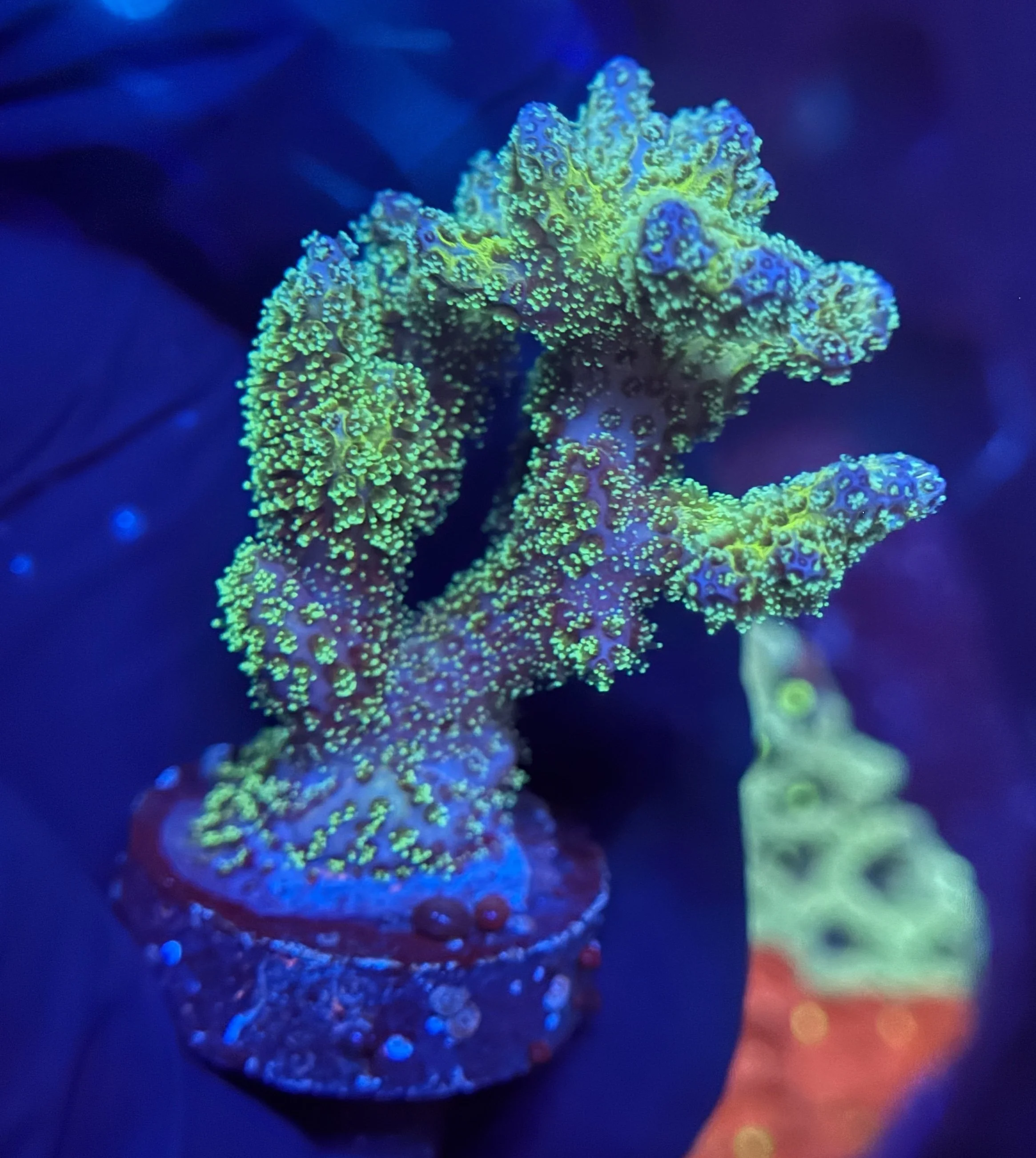 Neon Pocillopora Frag 002