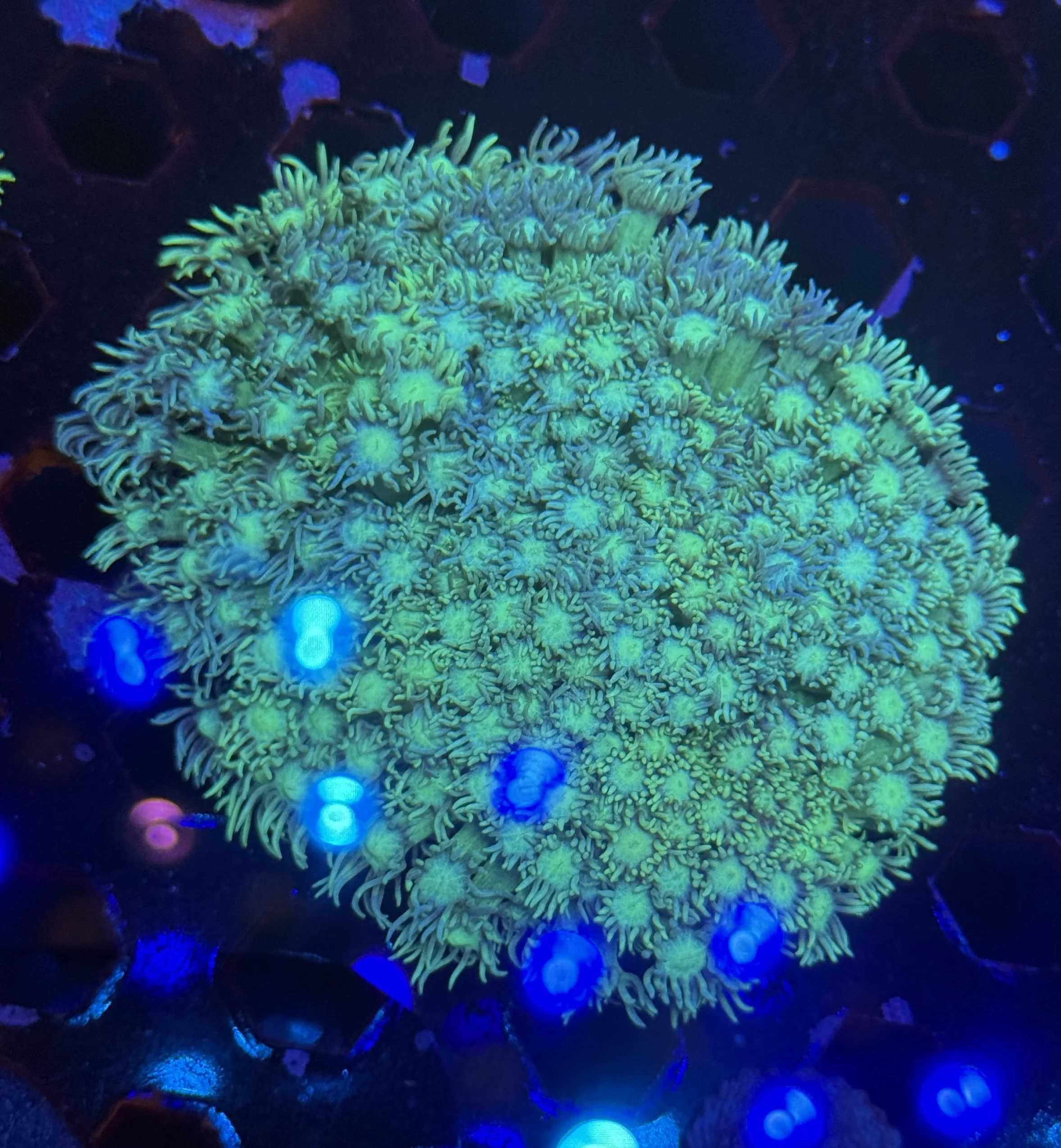 Green Goni Colony