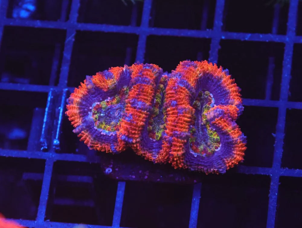 B30 -Aussie Rainbow Acan Lord — Special Order [SDC-B30]