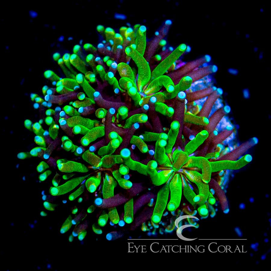 ECC Emerald Galaxea Frag — Special Order [AC187]