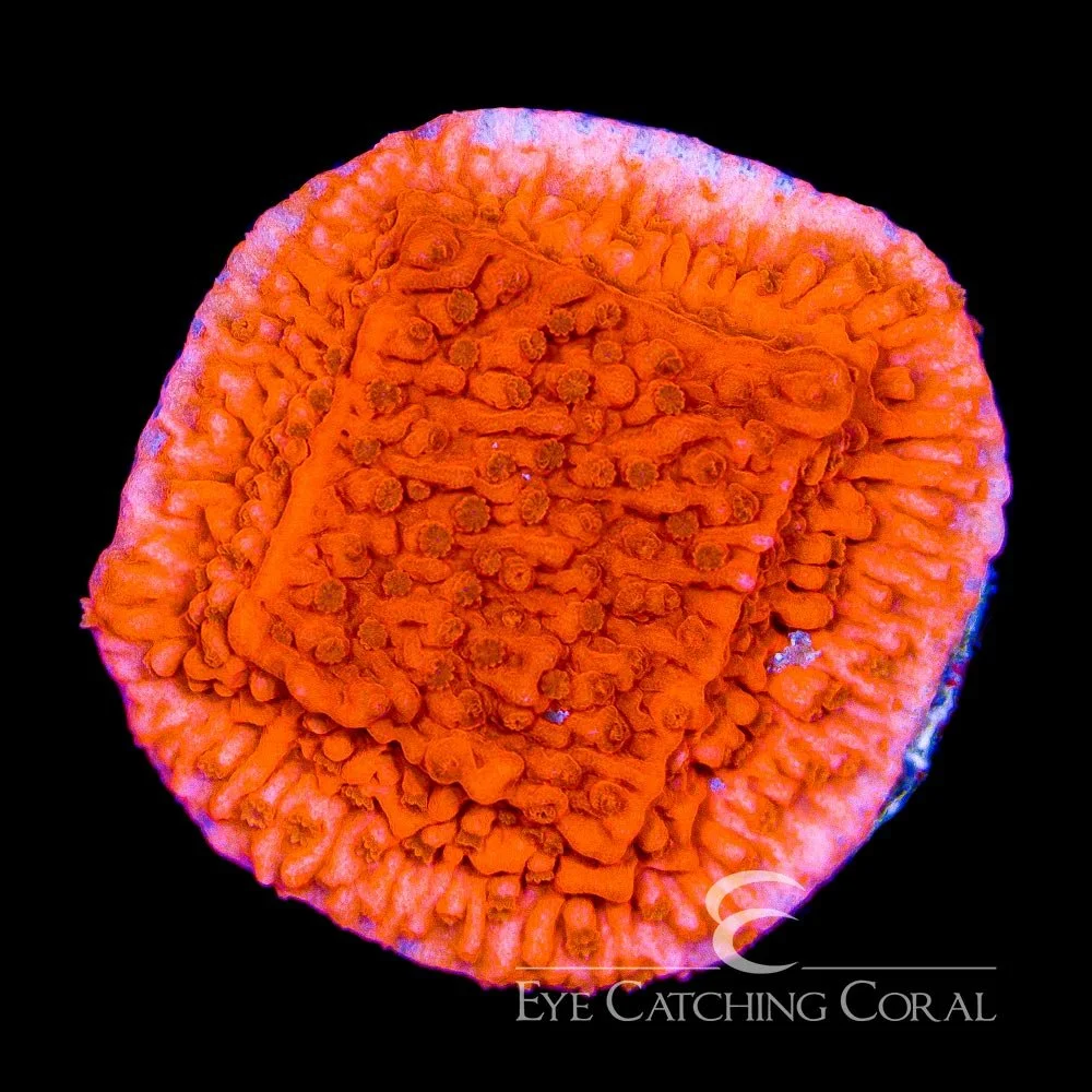 ECC Red Cap Montipora Frag — Special Order [AC246]