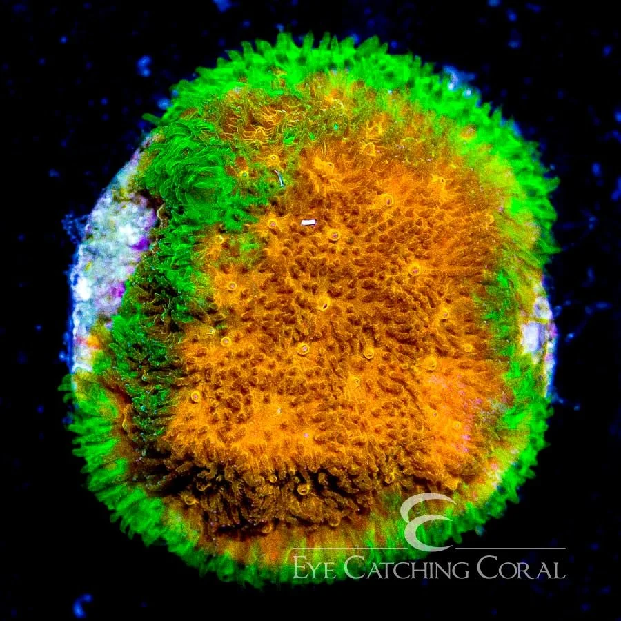 ECC Golden Charm Psammocora Frag — Special Order [AC522]