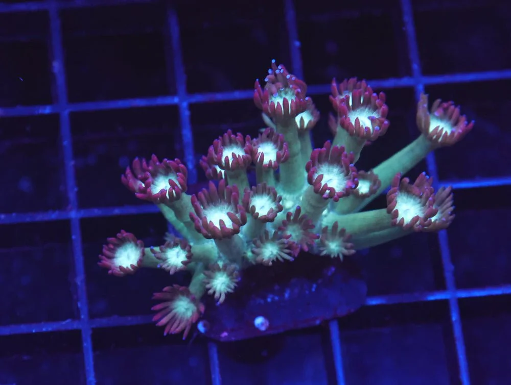 B69 -Indo Pink Ice Goniopora — Special Order [SDC-B69]