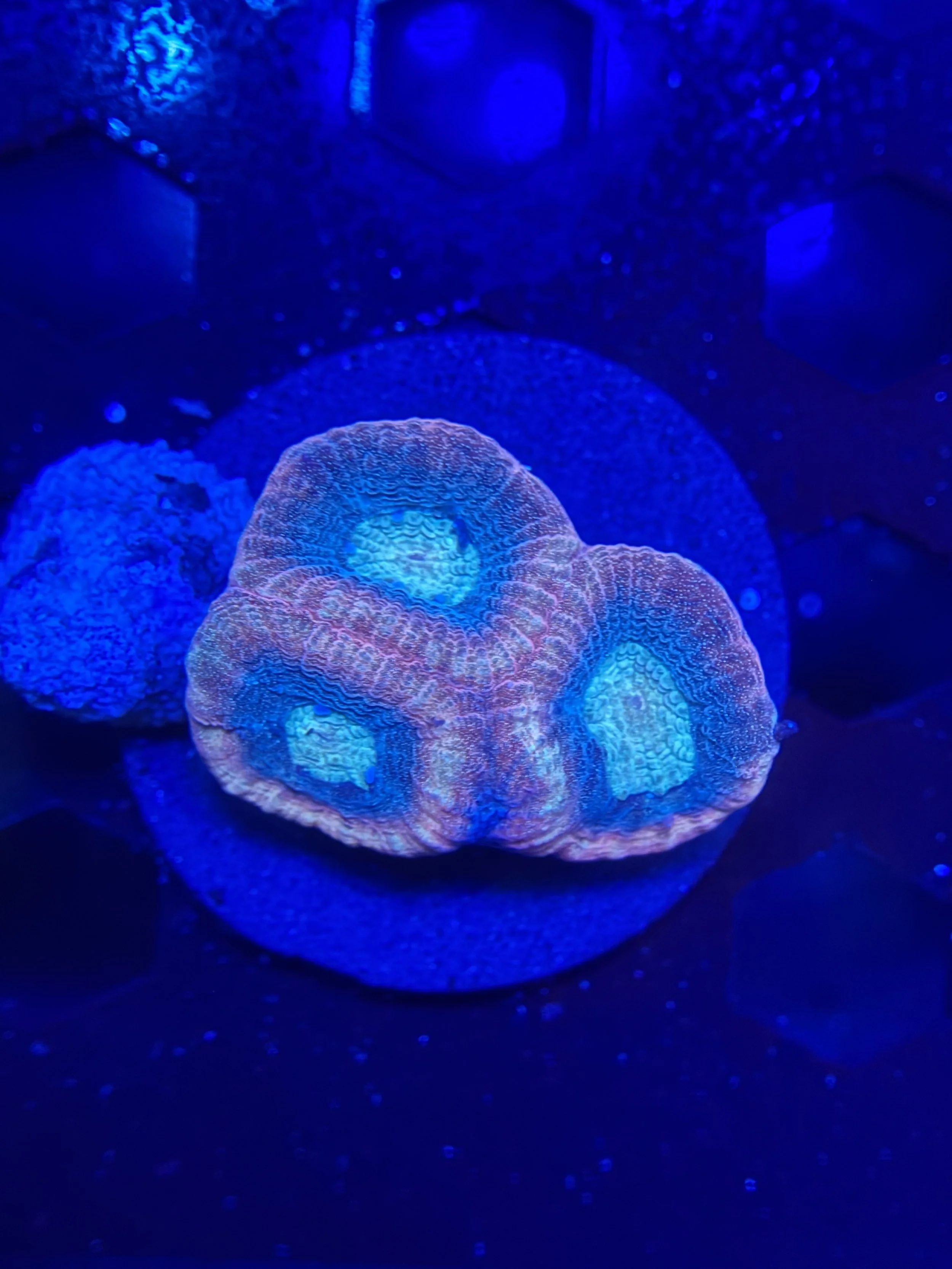 Prism Favia Frag