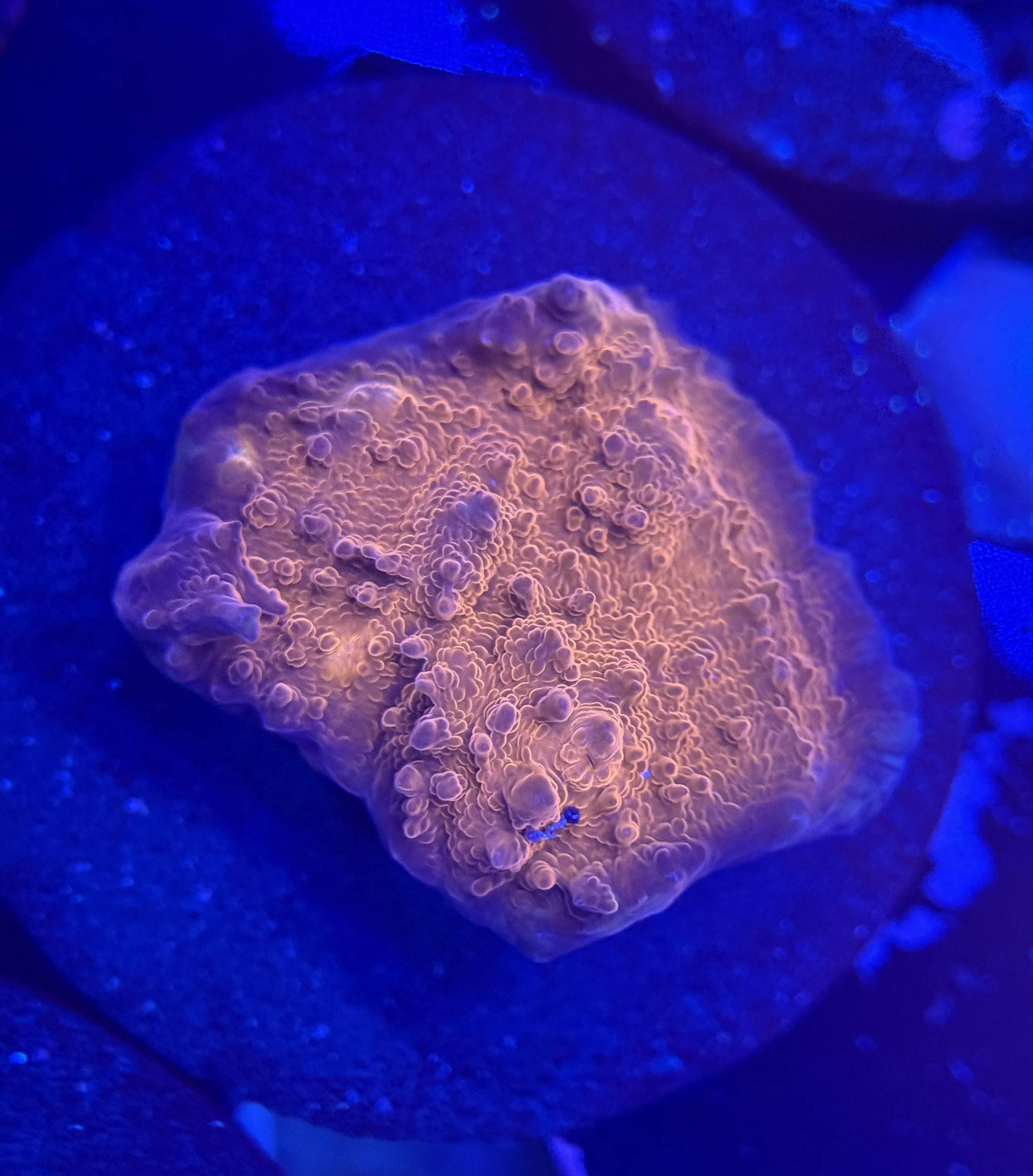 Ultra Chalice Frag 008 $30.jpg