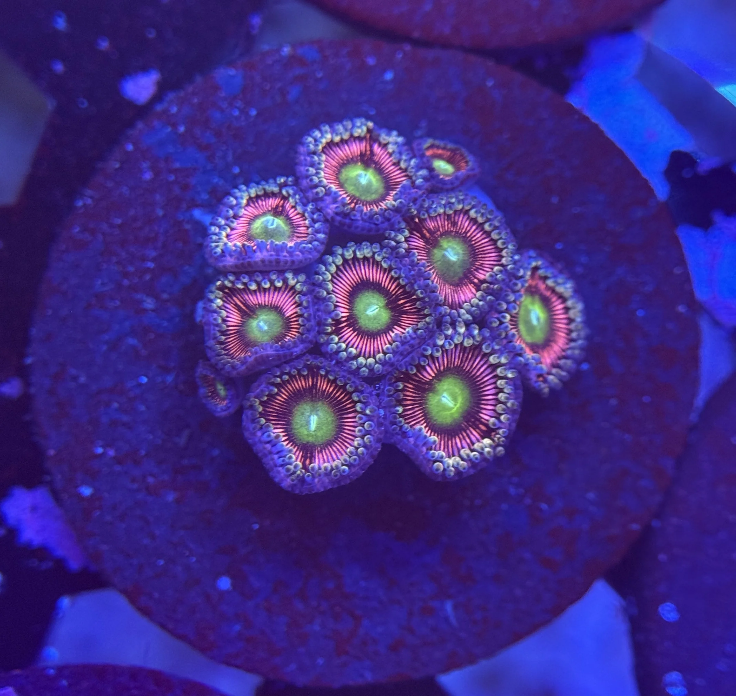 Assorted Zoa Frag 002