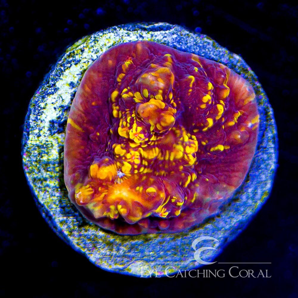 ECC Lava Flow Chalice Frag — Special Order [AC787]