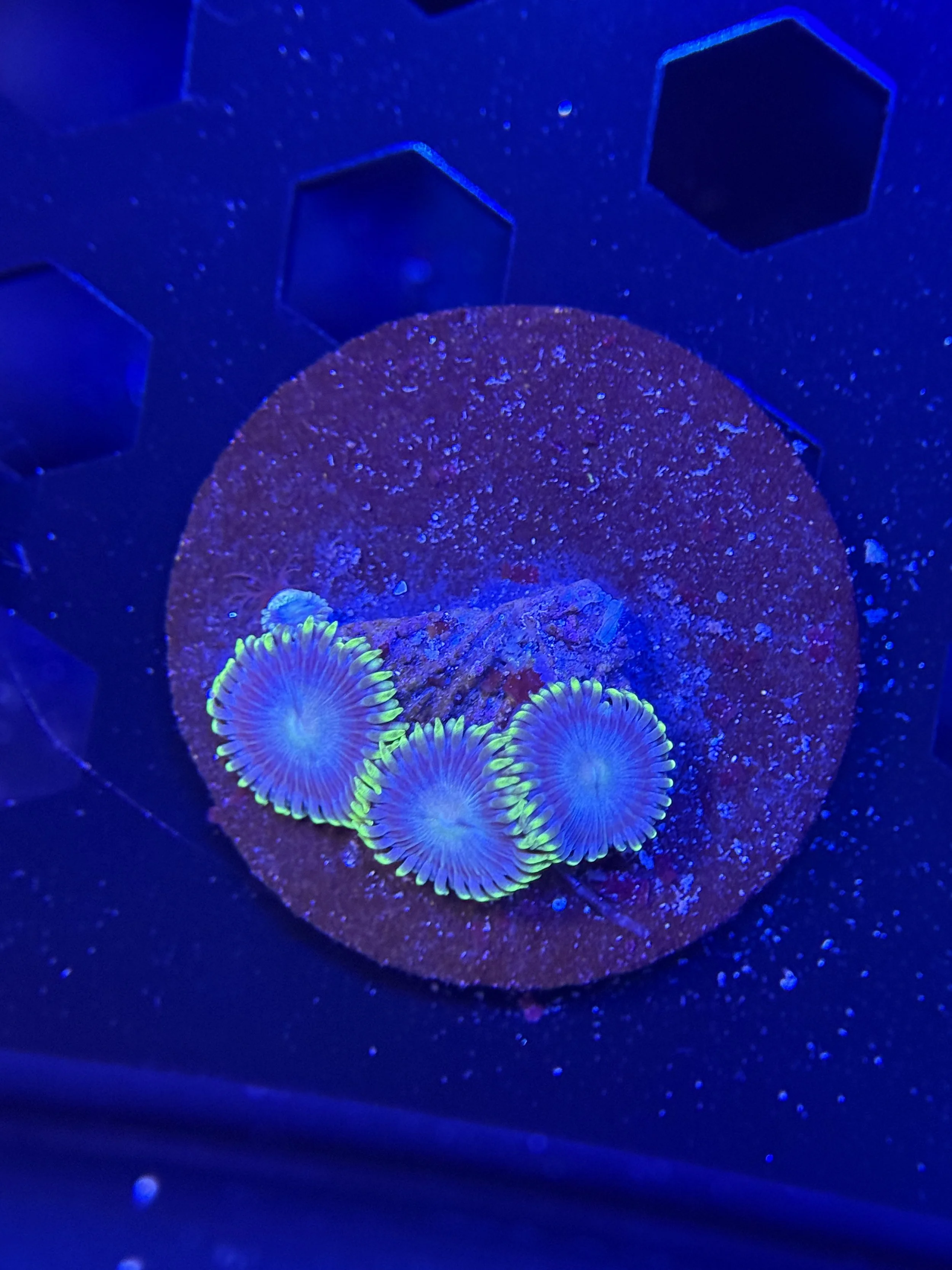 Ultra Zoanthid Frag