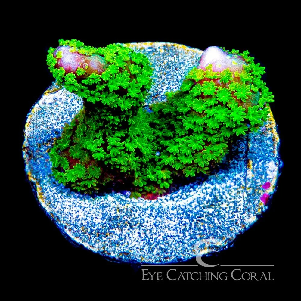 ECC Toxic Meltdown Montipora Digitata Frag — Special Order [AC906]
