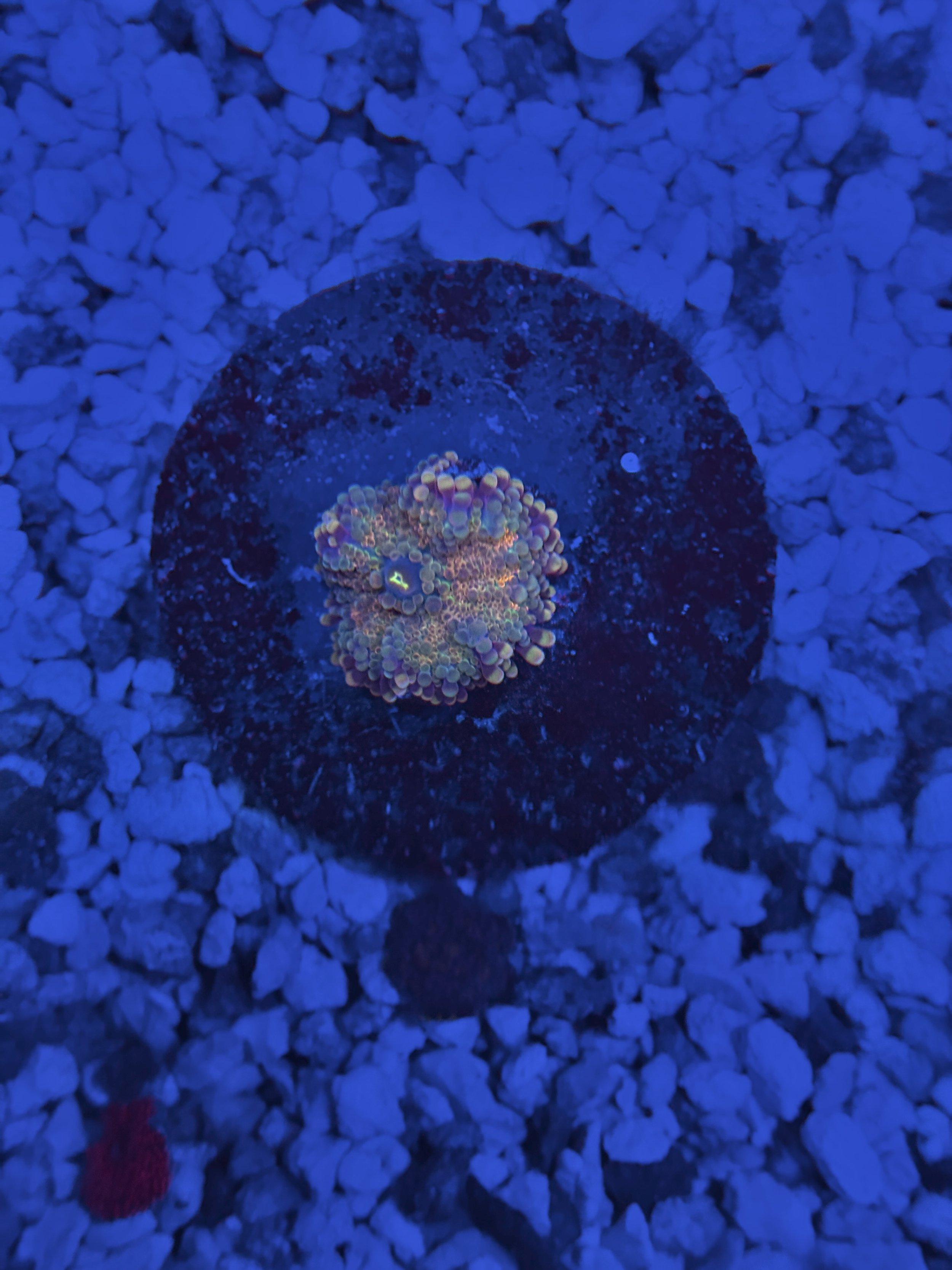 Ultra Yuma Ricordea Frag