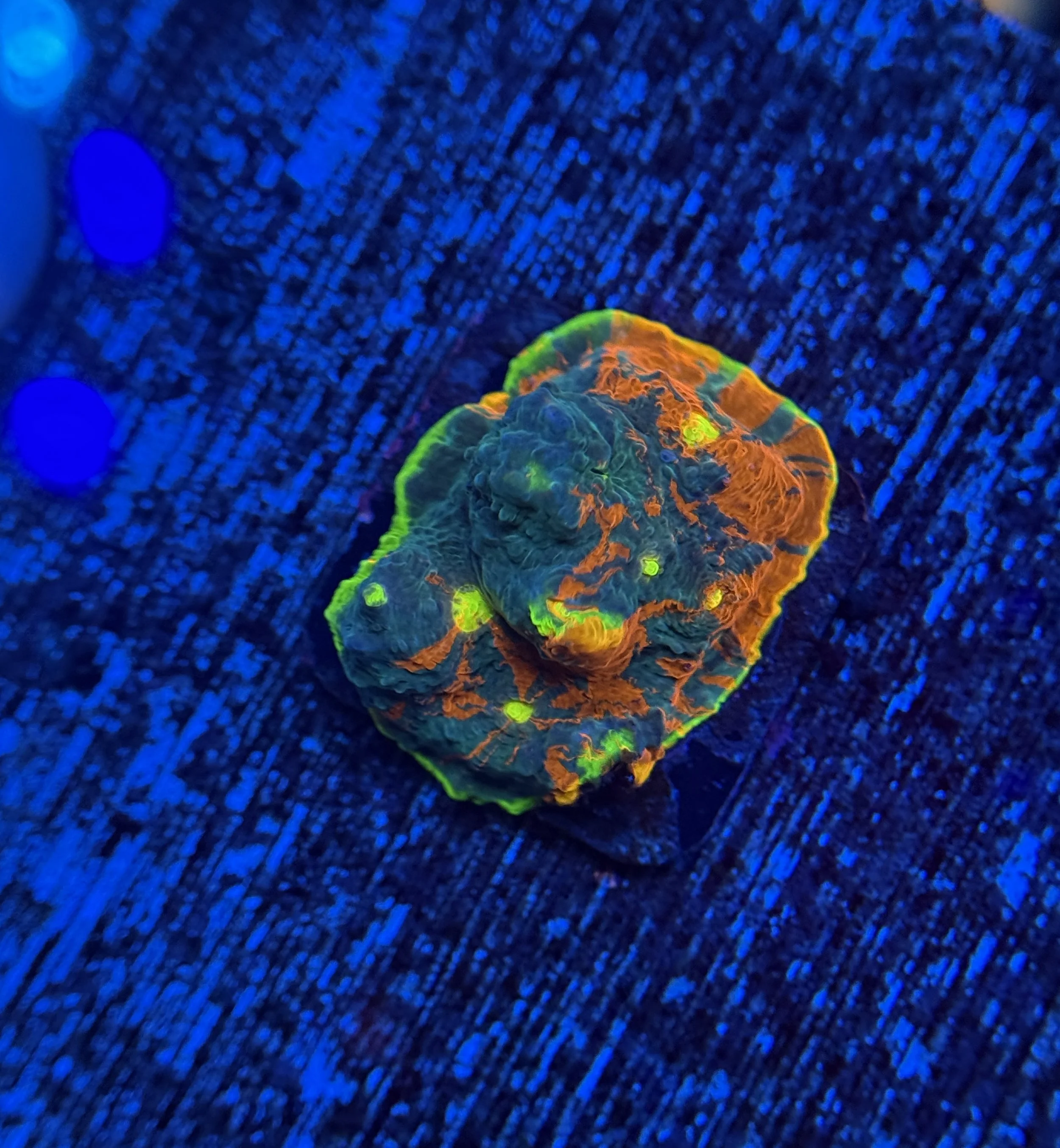 Rainbow Jellybean Chalice