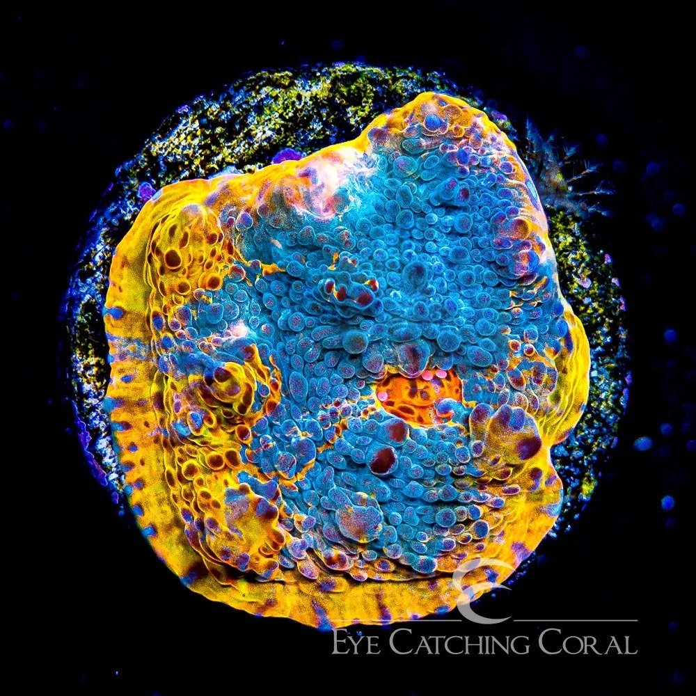 ECC Unicorn Poop Chalice Frag — Special Order [AC583]