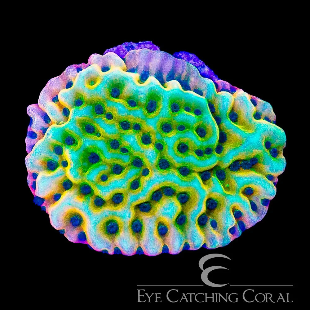 ECC Garden of Eden Montipora Frag — Special Order [AC1081]
