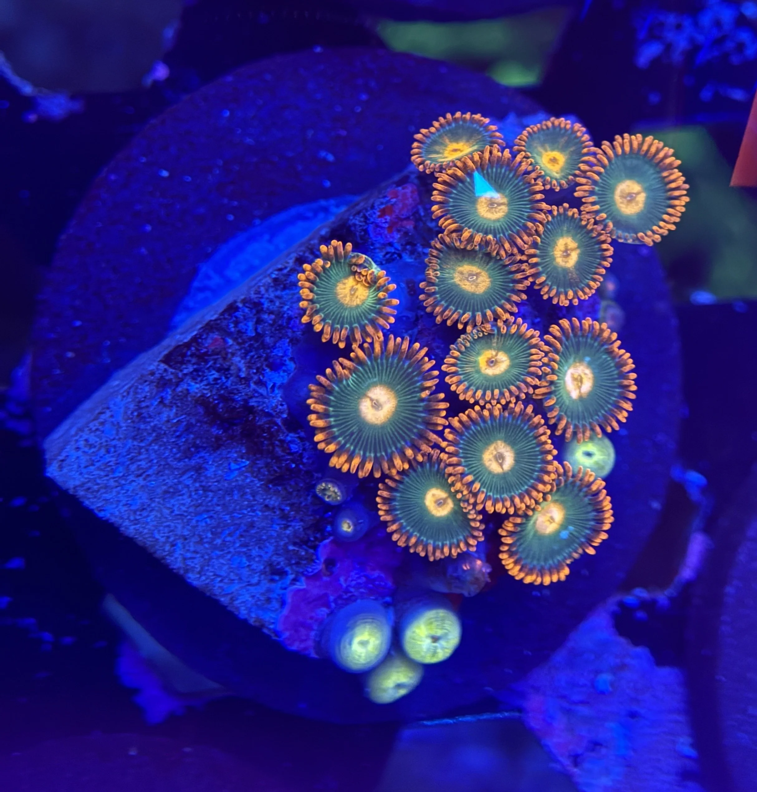 Assorted Zoa Frag 007