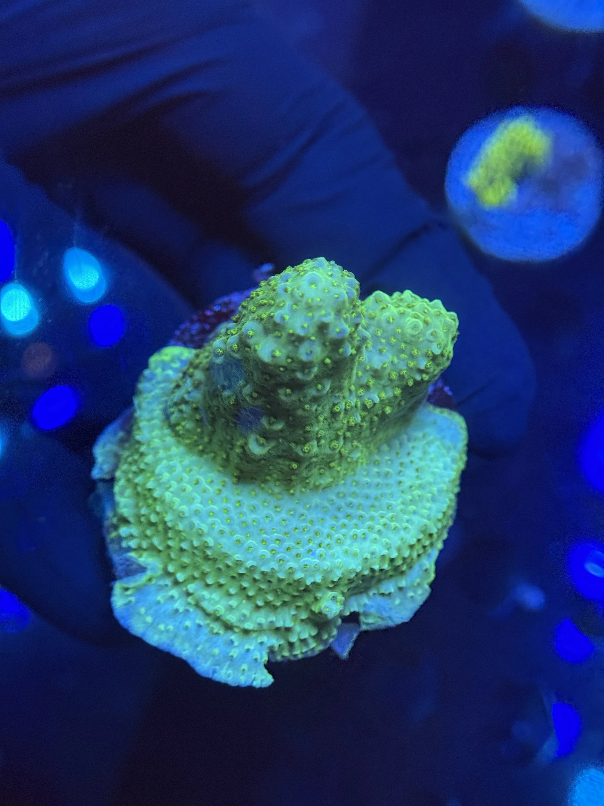 Acropora Frag 013