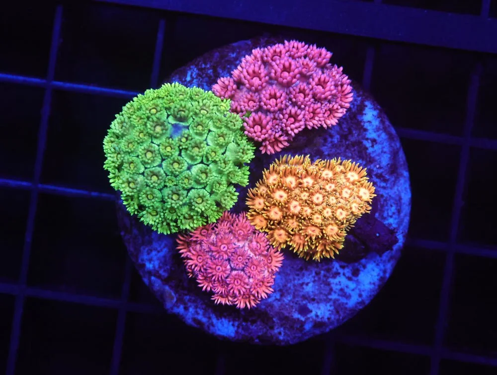 B04 -Indo Rainbow Garden Goniopora — Special Order [SDC-B04]
