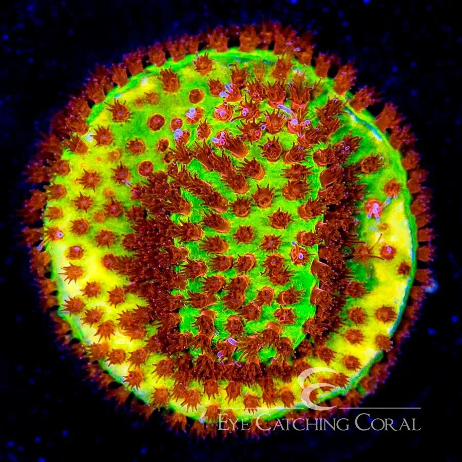 ECC Burning Banana Stylocoeniella Frag — Special Order [AC507]