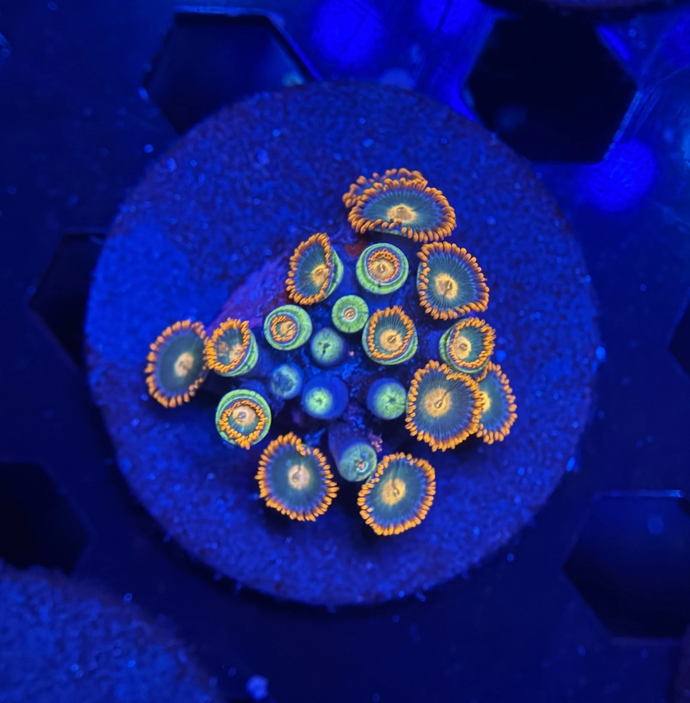 Assorted Zoa Fra 017