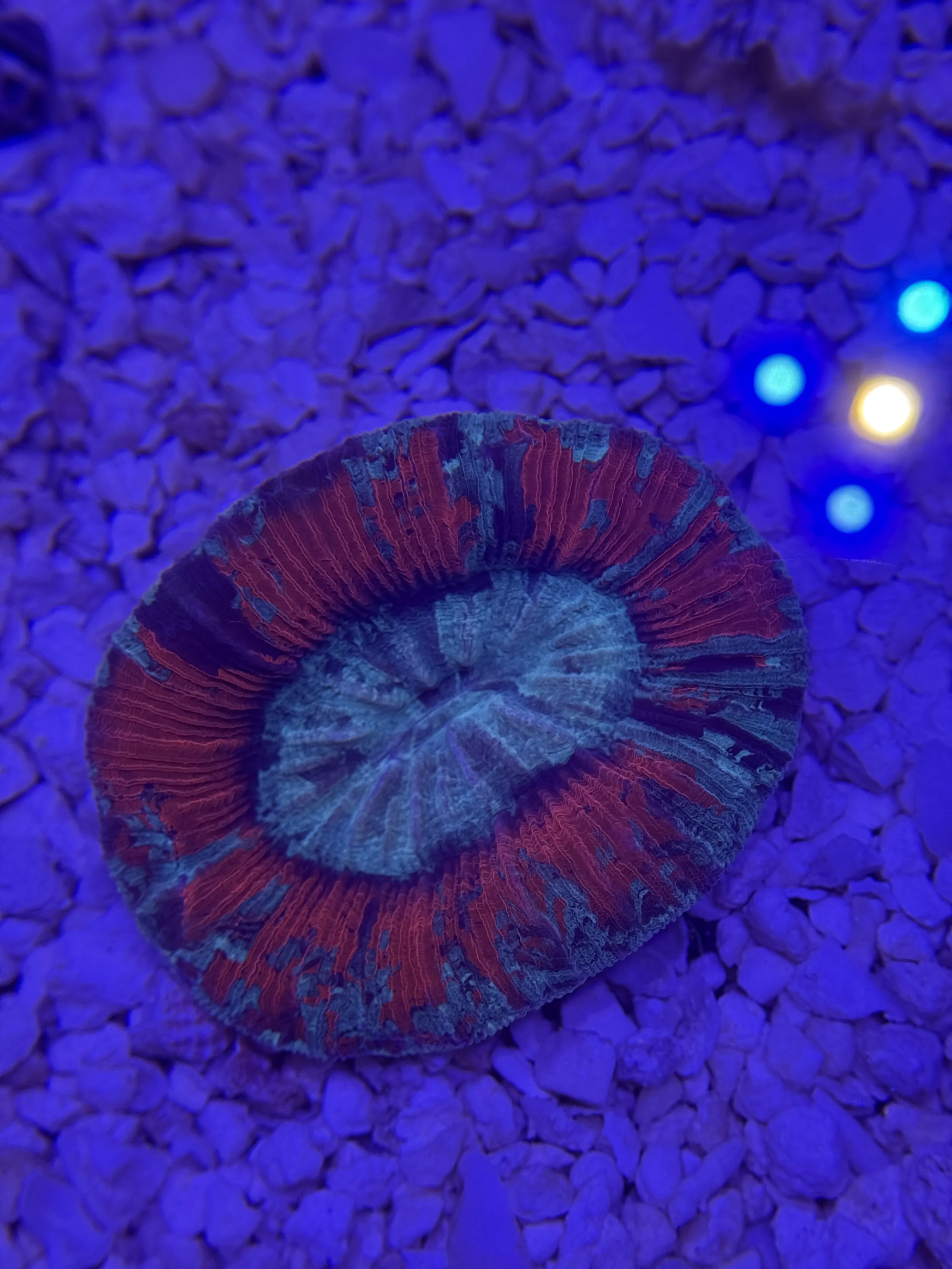 SUNSET ECLIPSE TRACHY