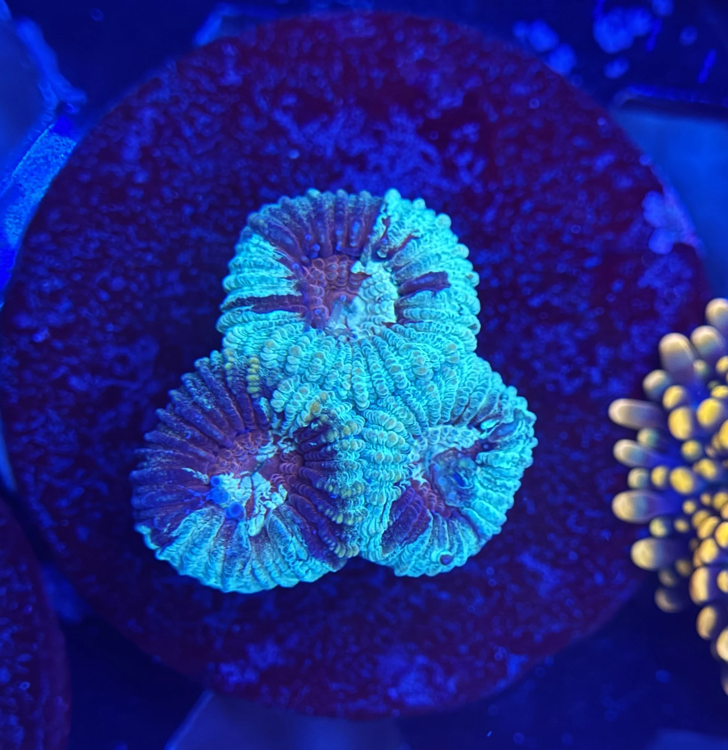 Ultra Favia Frag 003