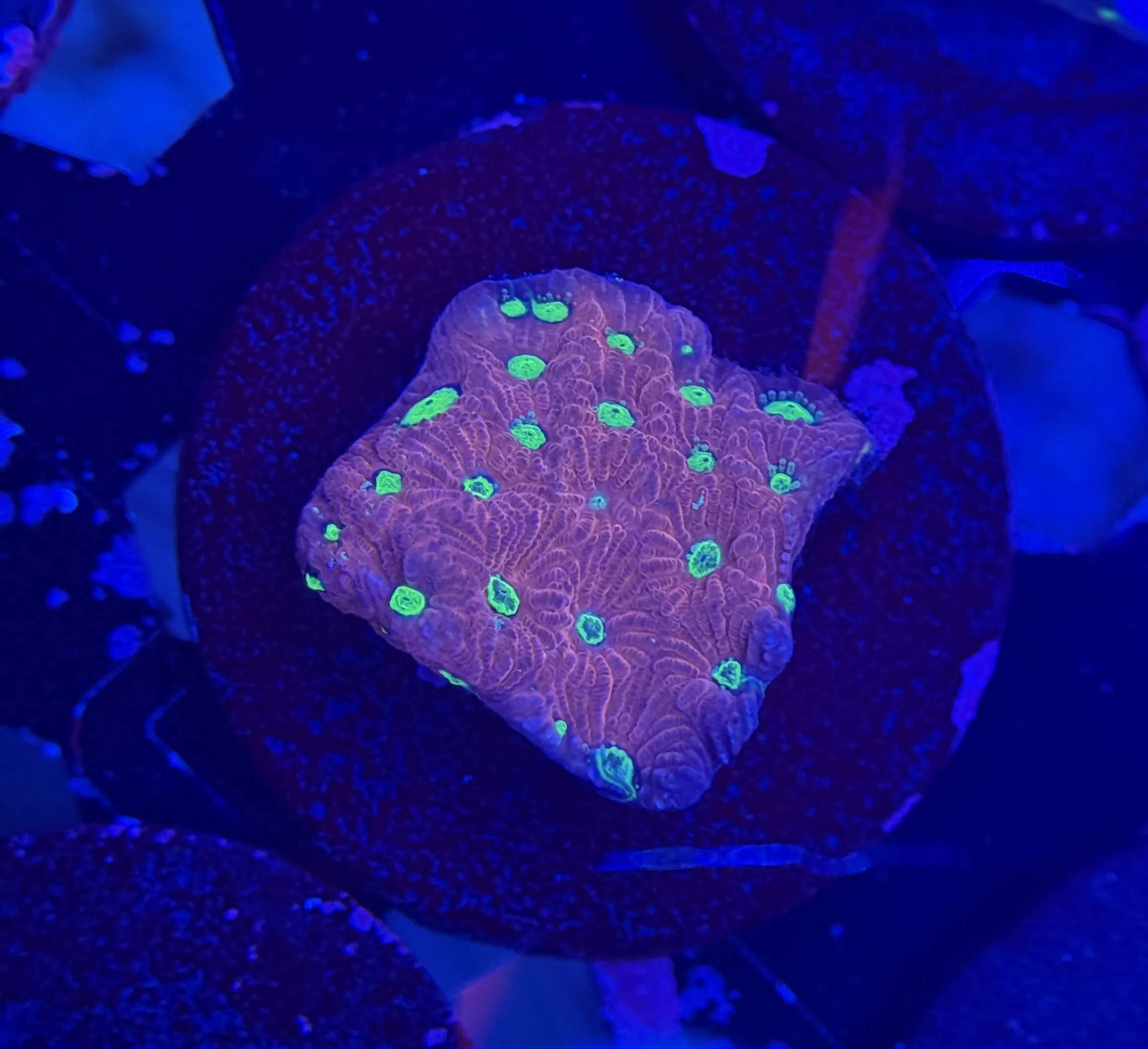 War Coral Frag 006