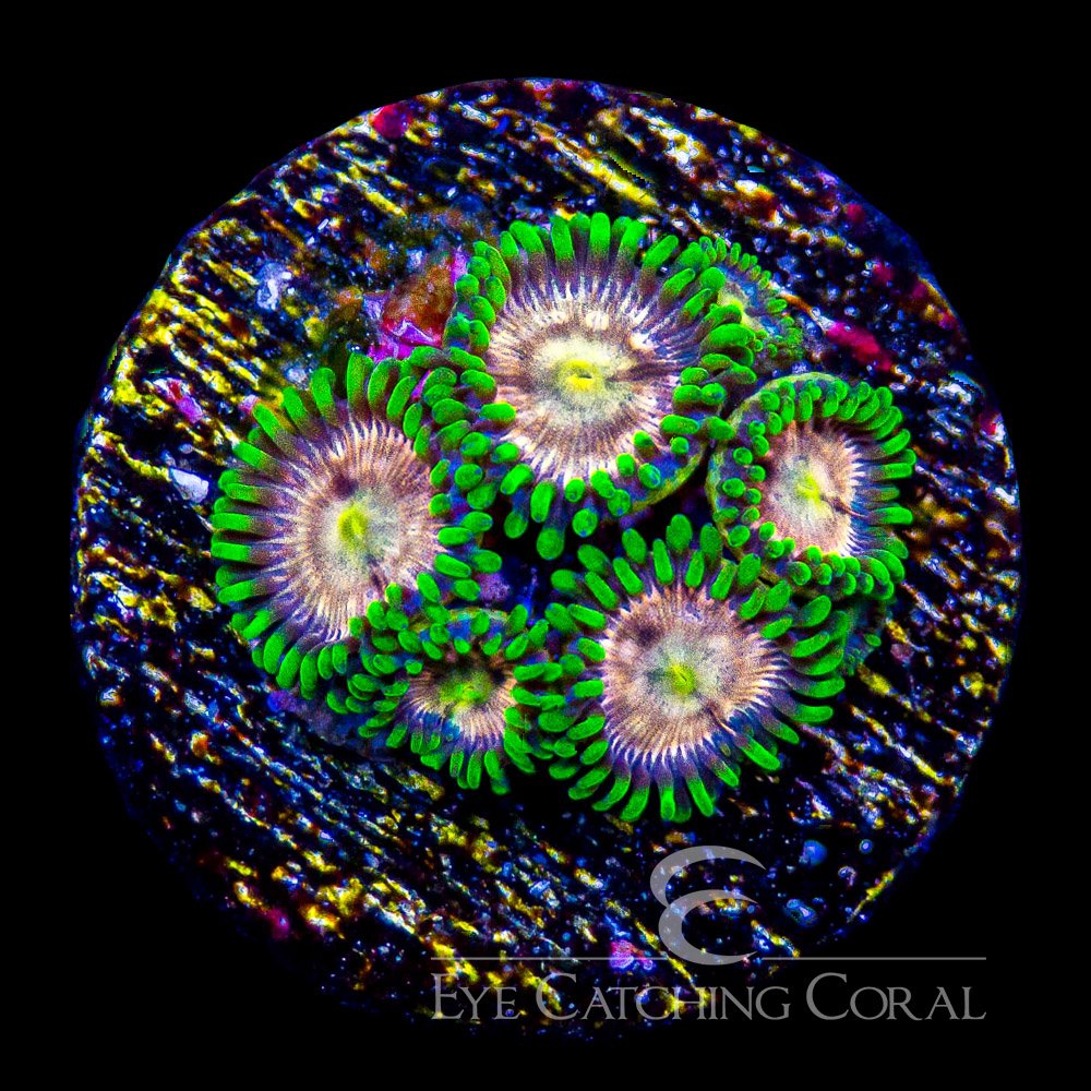 ECC Laser Lemon Zoanthid Frag (4+ Polyp Average) — Special Order [AC65]
