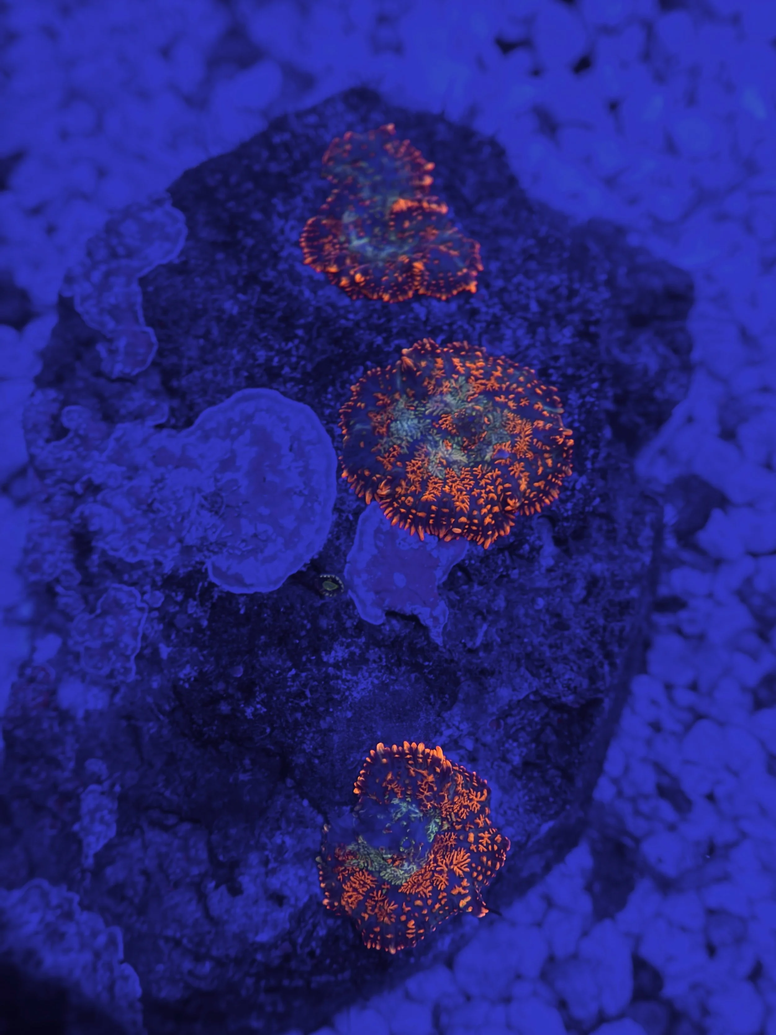 FOREST FIRE RHODACTIS MUSHROOM