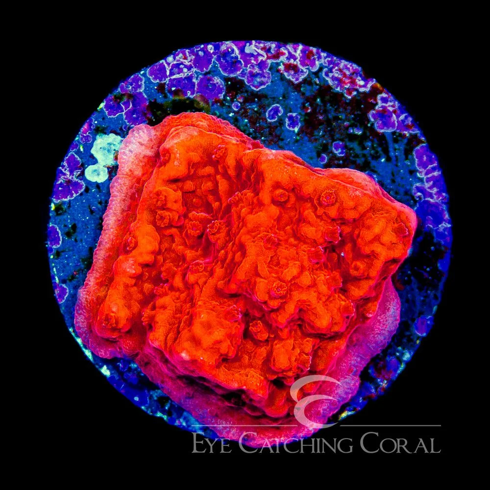 ECC Nuclear Red Montipora Frag — Special Order [AC1102]
