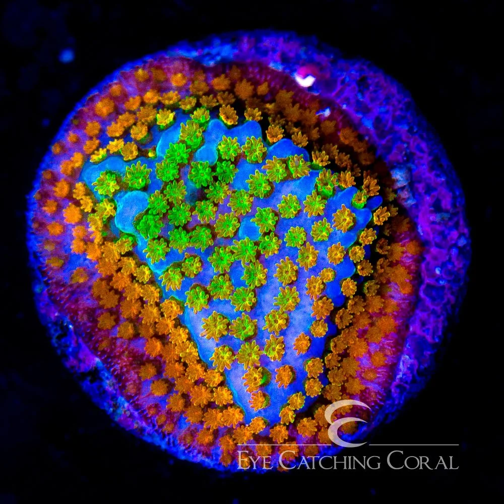 ECC Confused Rainbow Montipora Frag — Special Order [AC259]
