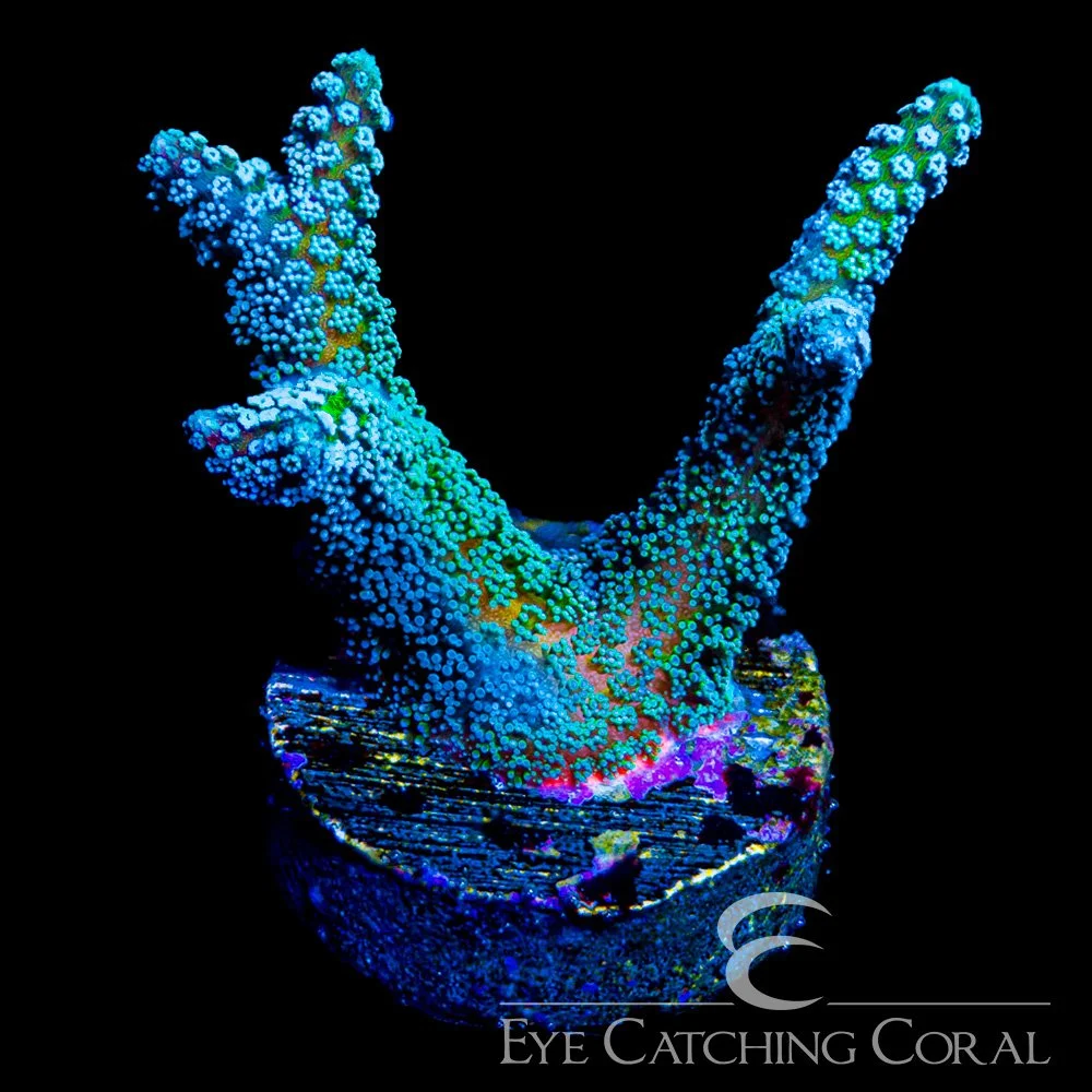 ECC Light Wave Birdnest Frag — Special Order [AC1197]