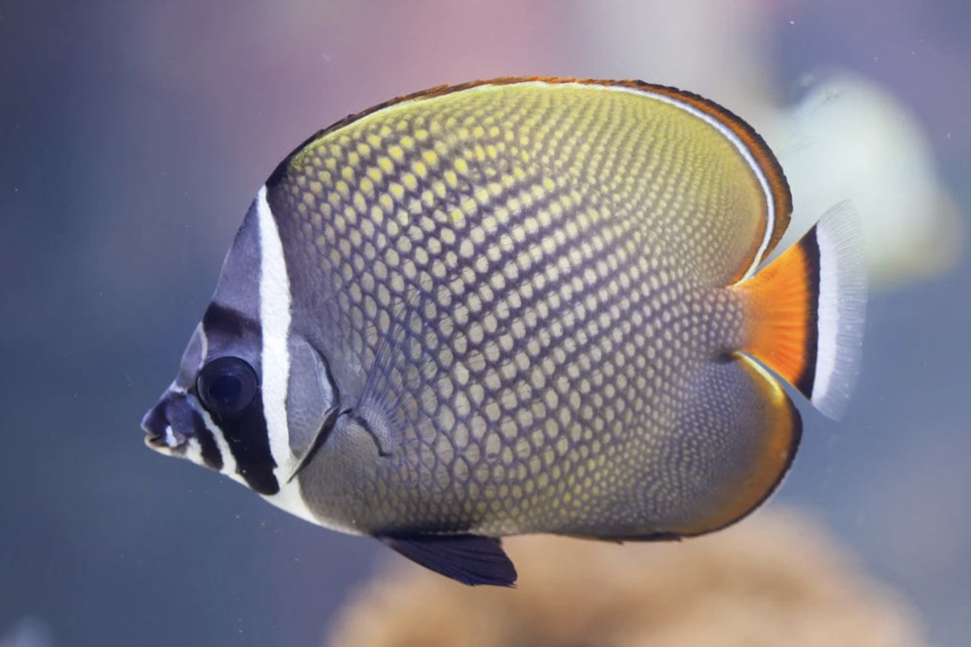 Pakistani Butterfly S/M