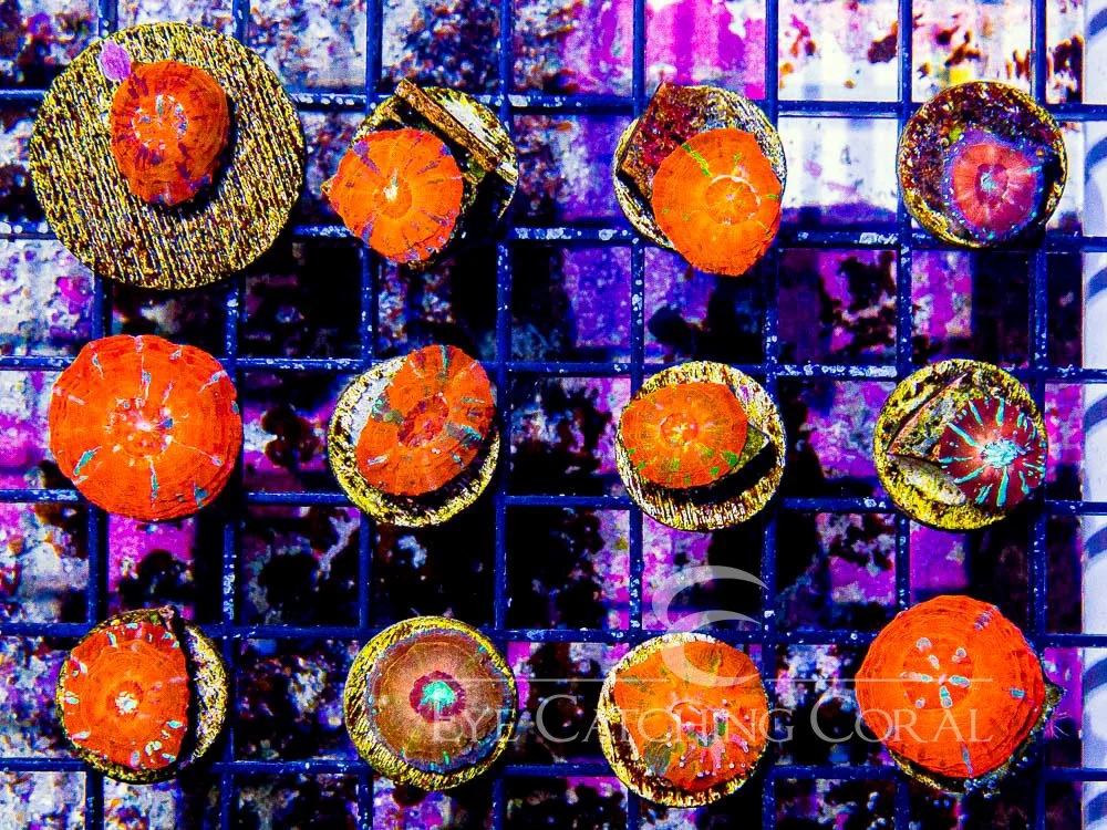 Colored Scolymia - Captive Spawned — Special Order [F1CSCSF]