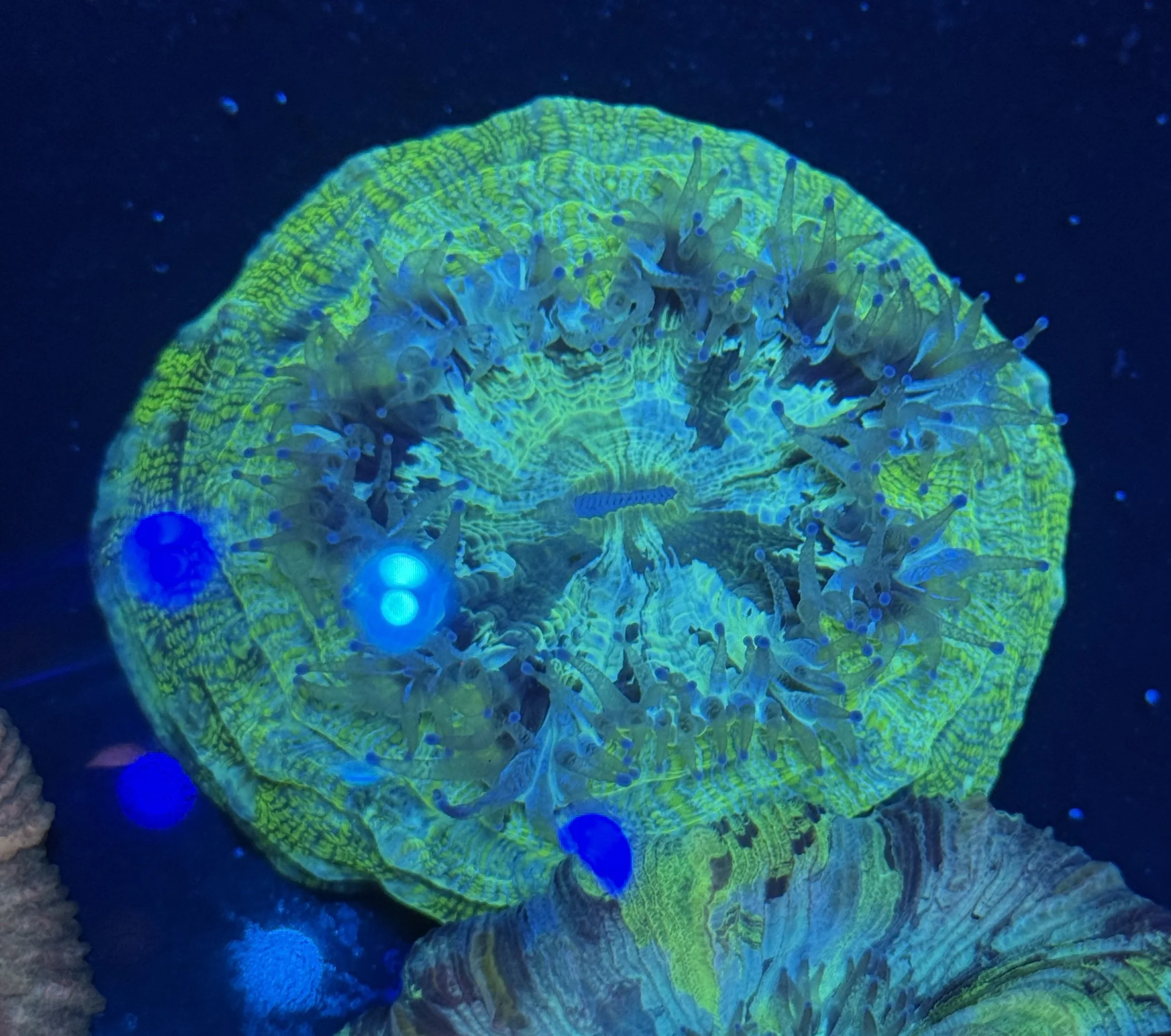 Mint Swirl Acanthophyllia $140.jpg