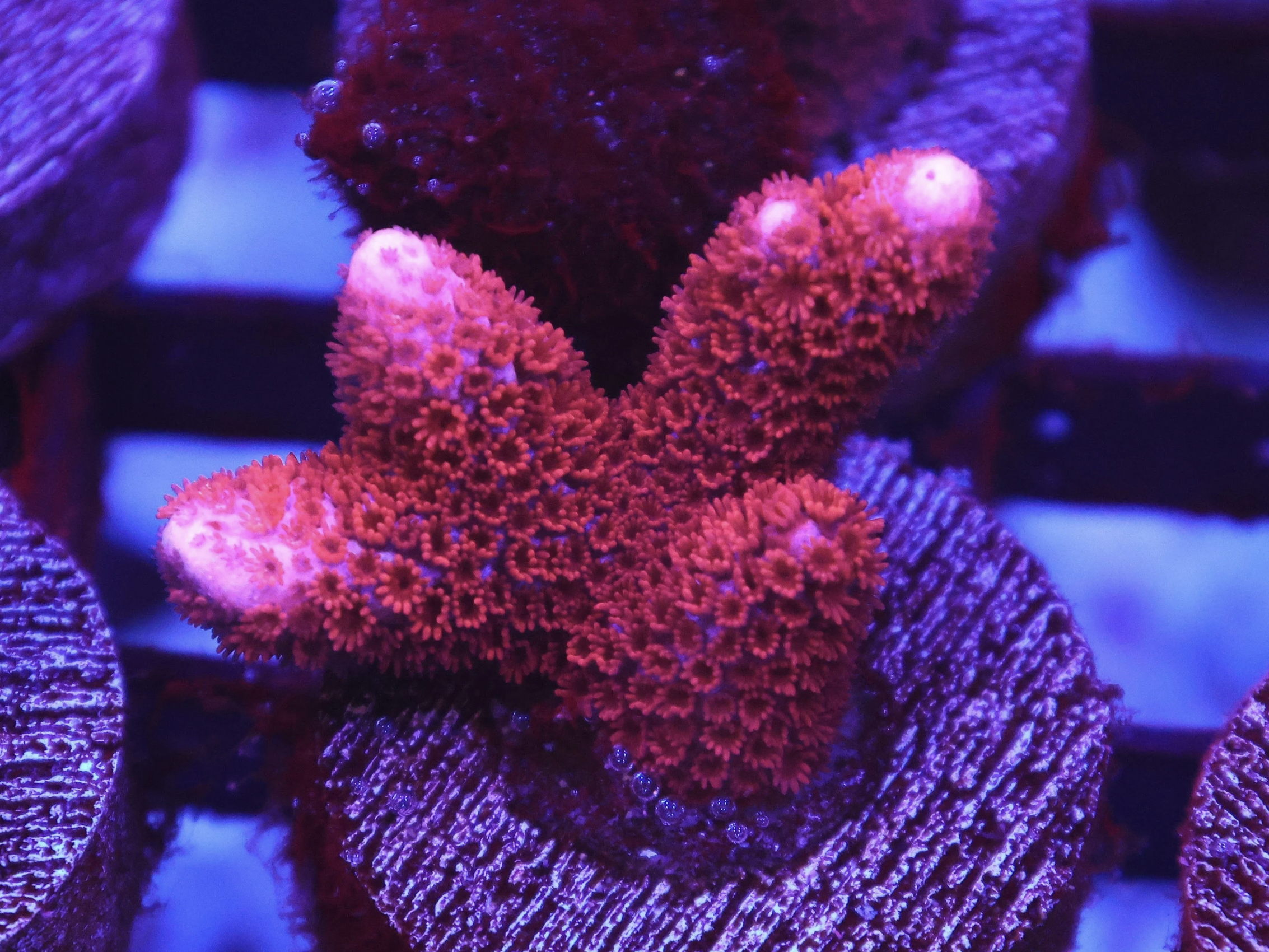 Red Montipora Digitata