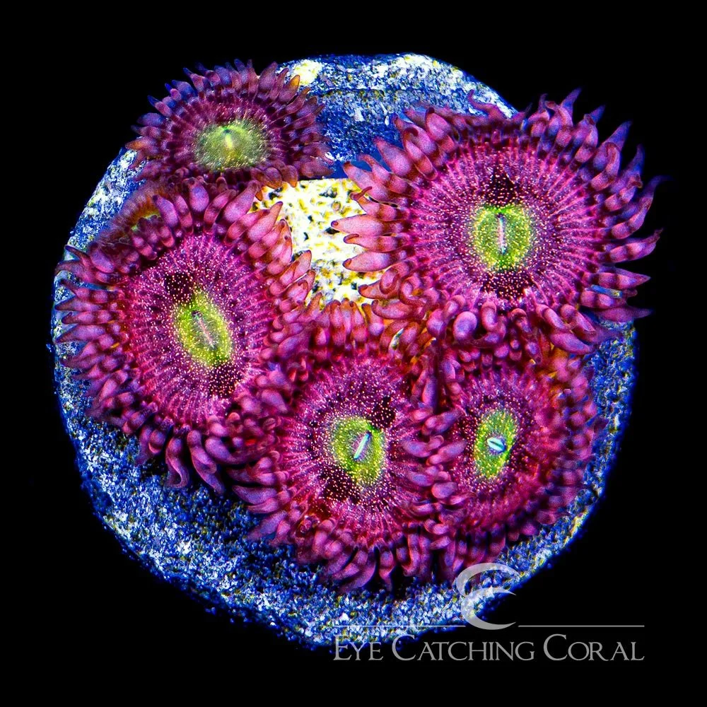 ECC Playboy Bunny Palythoa Frag (4+ Polyp Average) — Special Order [AC282]