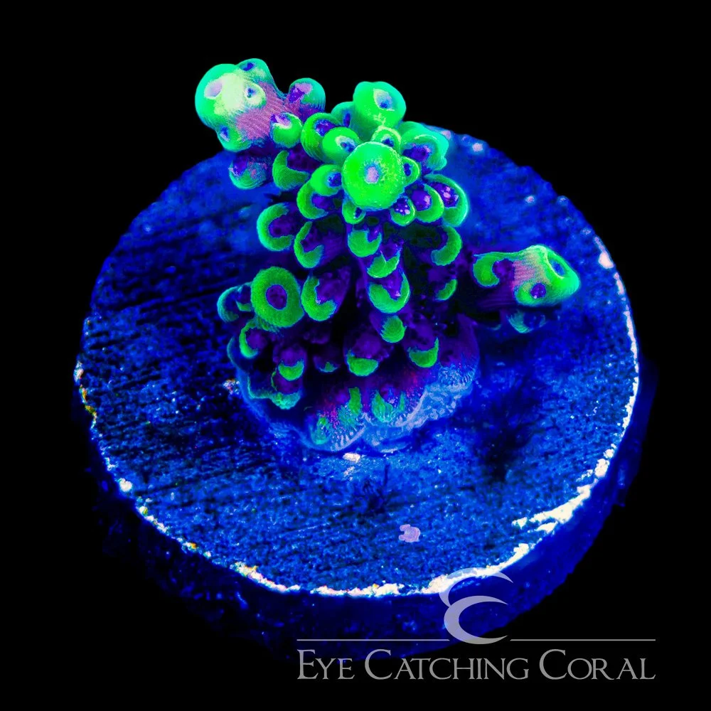 ECC Pink Cadillac Acropora Frag — Special Order [AC1144]