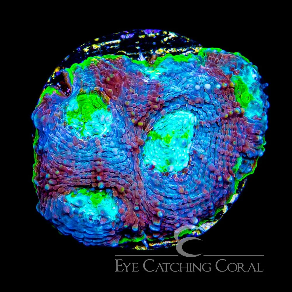 ECC Passion Fruit Echinata Frag — Special Order [AC250]