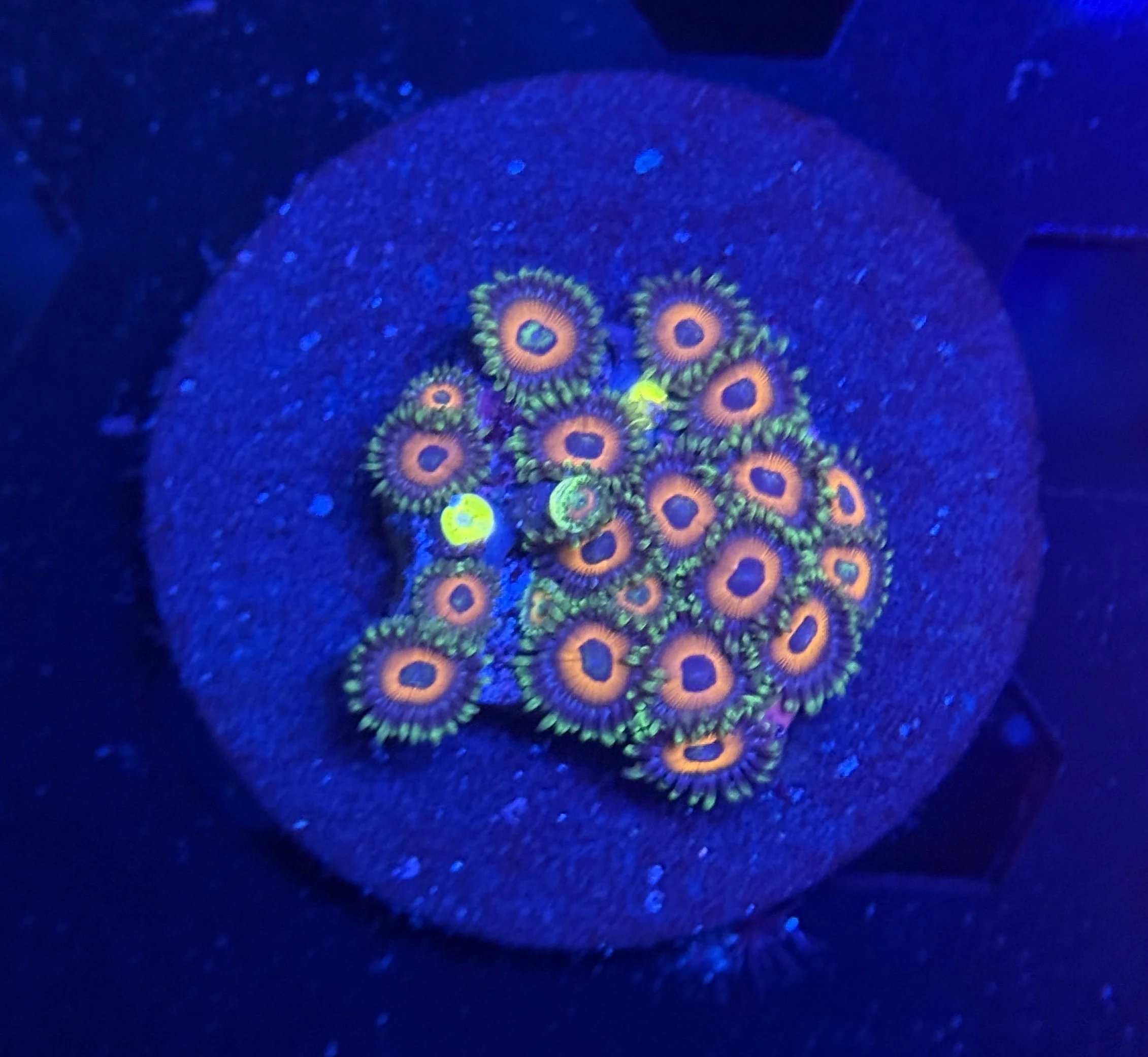 Assorted Zoa Fra 018