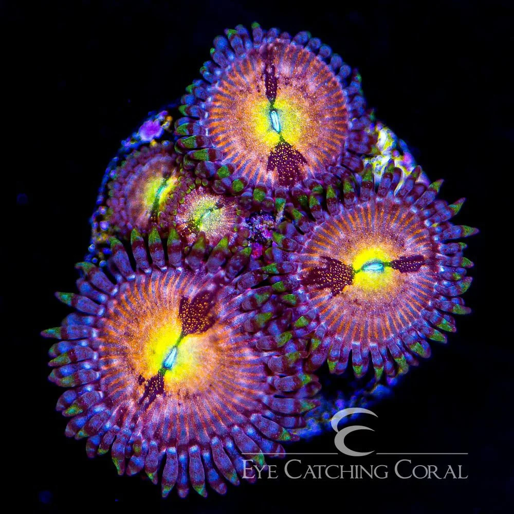 ECC Sakura Zoanthid Frag (4+ Polyp Average) — Special Order [AC790]