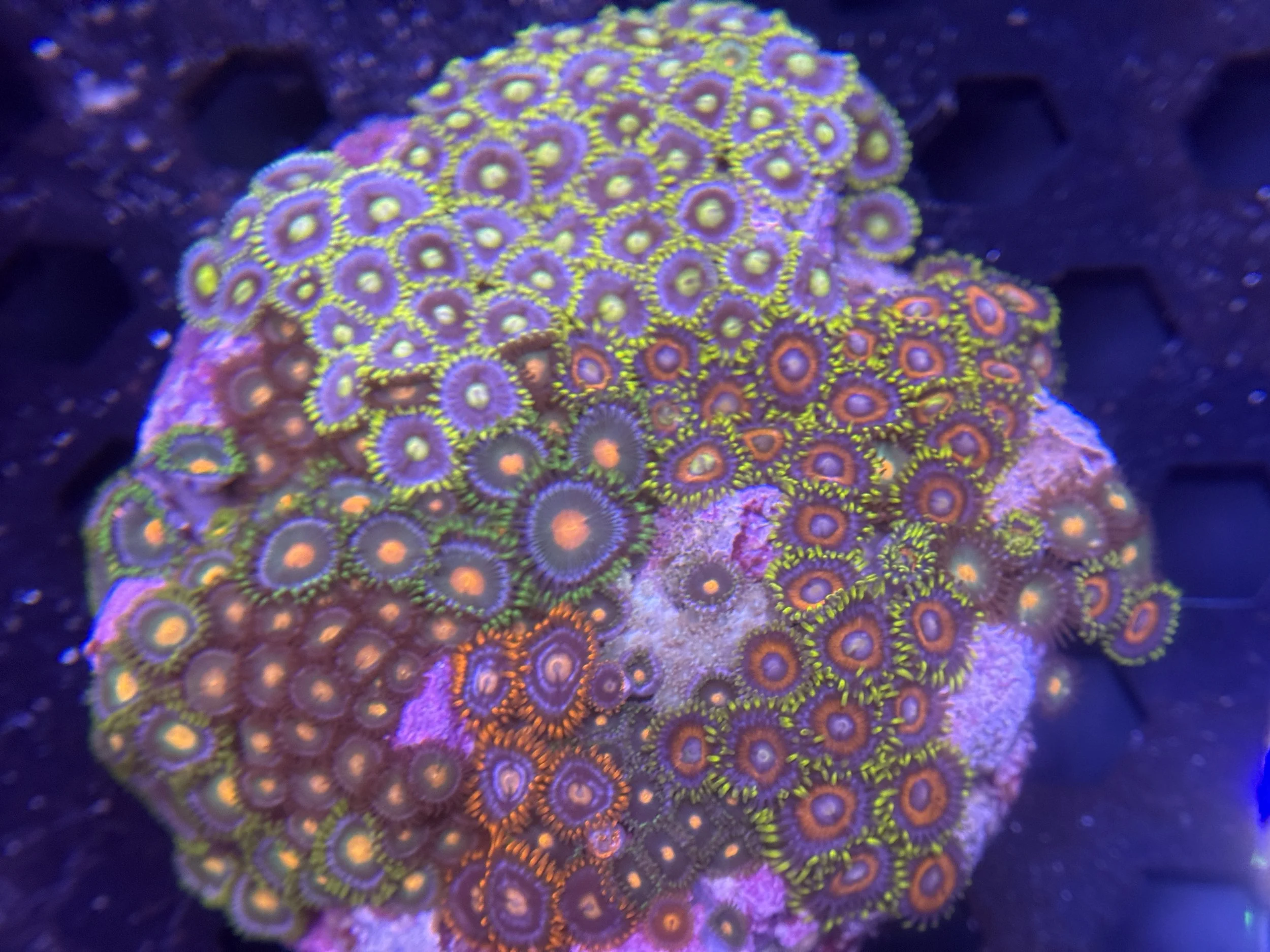 Mix Zoa Garden XL