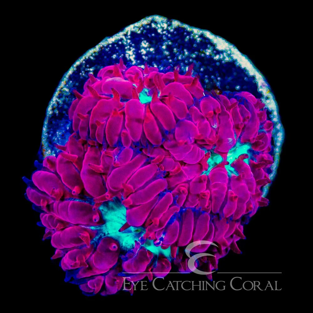 ECC Stomping Grounds Blasto Merletti Frag — Special Order [AC1080]