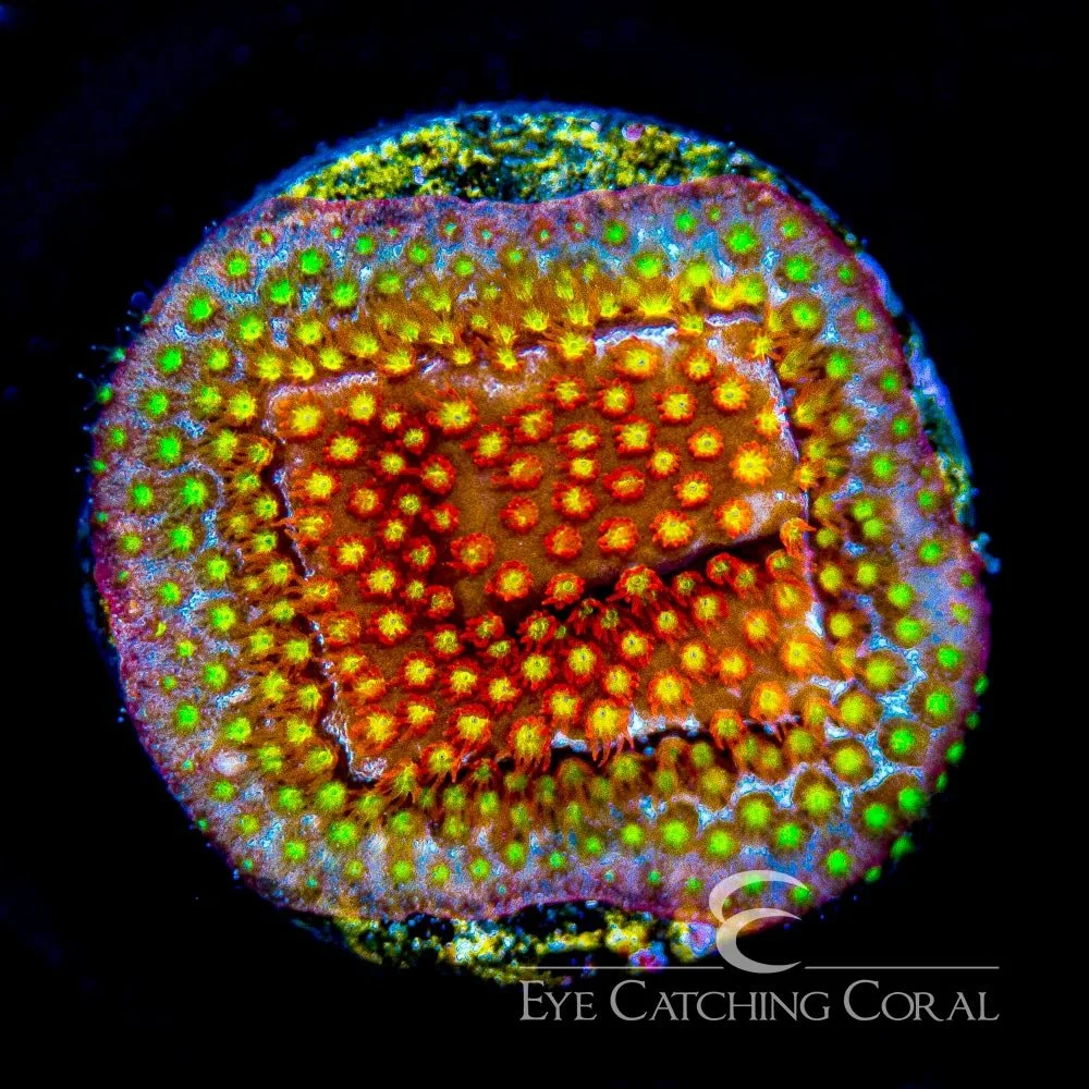 ECC Twisted Metal Stylocoeniella Frag — Special Order [AC83]